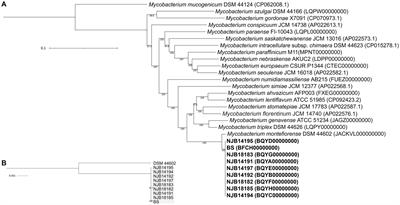 Non-tuberculous mycobacterial disease associated with Mycobacterium montefiorense in salamanders